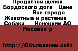 Продаётся щенок Бордоского дога › Цена ­ 37 000 - Все города Животные и растения » Собаки   . Ненецкий АО,Носовая д.